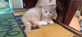 Britská koťata bez PP