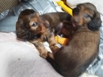 Jezevčík dlouhosrstý trpasličí