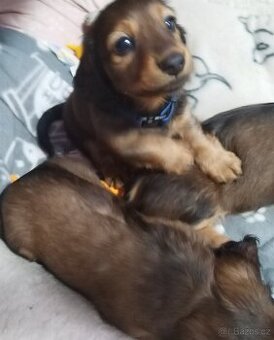 Jezevčík dlouhosrstý trpasličí