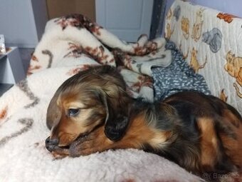 Jezevčík dlouhosrstý trpasličí