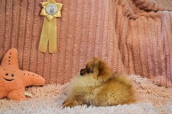 Pomeranian / Německý špic trpasličí s PP FCI