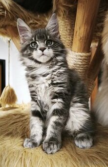 Mainská mývalí koťátka s PP