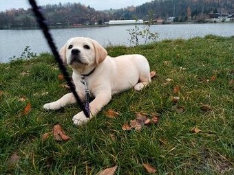 Labradorský retrívr