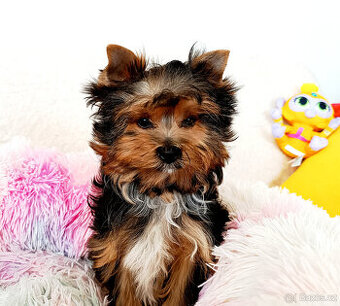 Jorkšírský teriér - pejsek