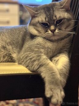 Britský činčila  kocour