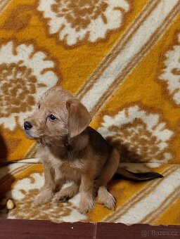 Jezevčík drsnosrstý štěňátko s PP váha 2 kg
