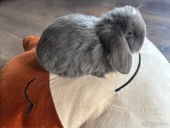 Mini lop - zakrslí králíčci