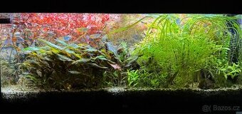 Prodám akvárium Juwell RIO LED 240 - 1