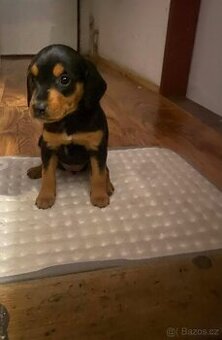 Jezevčík x čivava