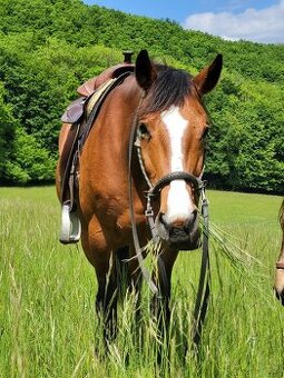 Klisna 17 let kríženec