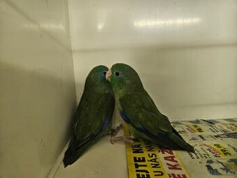 Papoušíček brýlatý - 1