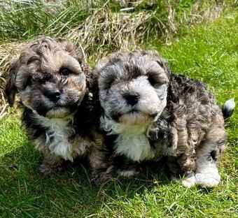 Havanský psík - čistokrevná štěňata