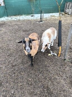 Kamerunské ovce, cena za obě