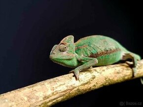 Chameleon Jemenský - 1