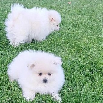 Štěňata pomeranského ovčáka