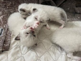 4 krásne ragdoll koťátka bez pp
