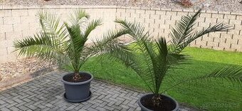 Palma datlová - včetně velkého květináče
