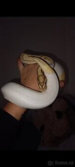 Krajta královská Banana pied ♂️