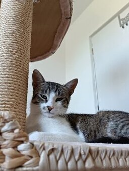 Myšák - kastrovaný kocourek 11 měsíců