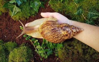 Africký šneci Lissachatina reticulata classic dark