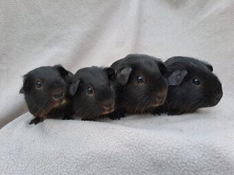 Morčata s PP - kluci