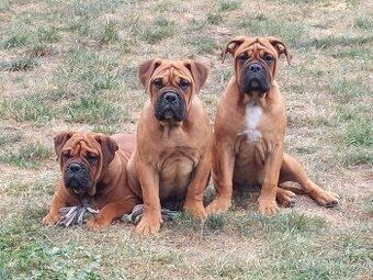 Kontinentální buldok s PP