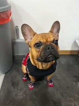 Francouzský buldoček