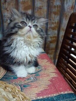 Perské koťátko ,kočička bez PP