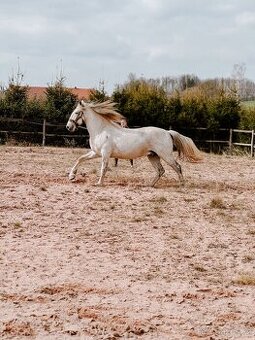 Starokladrubský  plemenný hřebec na prodej