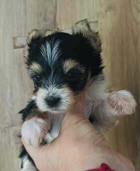 Biewer jorkšírský teriér