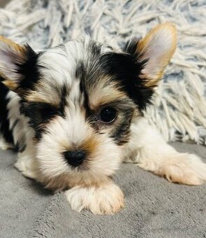 Biewer jorkšírský teriér