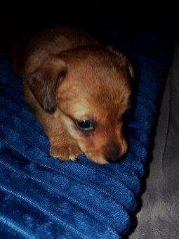 Prodám štěňátka jezevčíka.