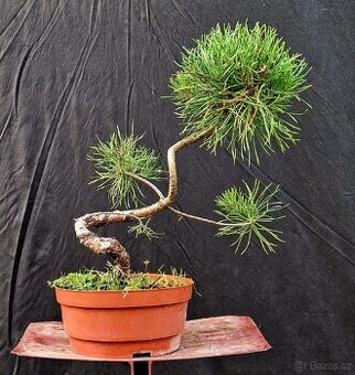 Pre Bonsai - Pinus Sylvestris 4