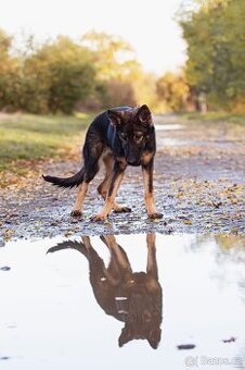 Německý ovčák s PP FCI