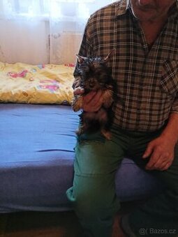 Jorkšírský teriér s PP