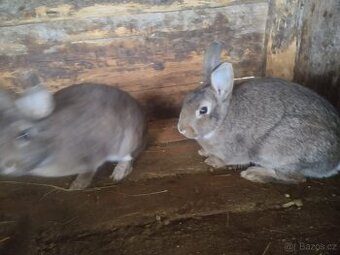 Králík divoký - 1