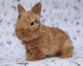 Zakrslý králíček , krátkouchý rex sameček LT ..
