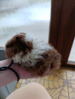 Morče Texel samička / morčata / morčátko - 1