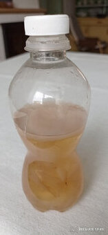 Čajová houba KOMBUCHA vč. matečného nálevu