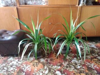 Dekorativní nenáročný pandanus