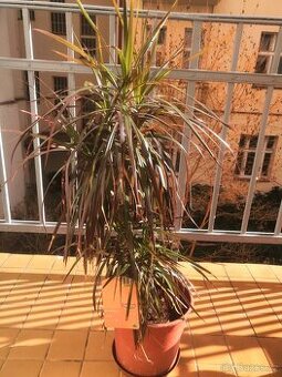 dracena, pokojová
