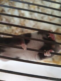 Myši potkanci i holátka i větší množství  černobílá - 1