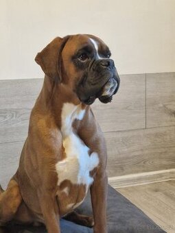 Německý boxer