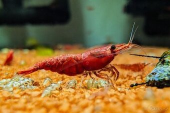 Krevetky - Neocaridina Sakura Red