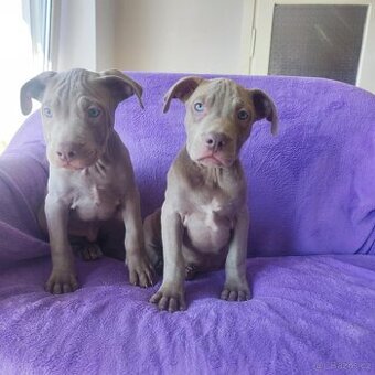 Americký pitbulterier pitbul pitbull spp
