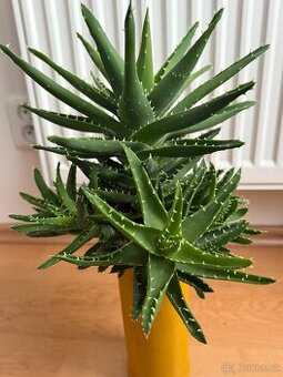 Aloe nobilis