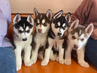 Sibiřský husky štěňátka - 1