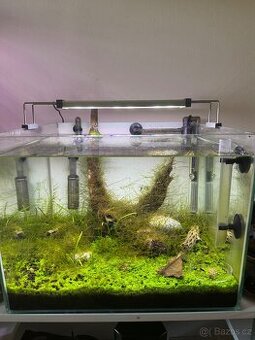 Krevetárium 60l