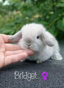 Zakrslý králíček Mini lop