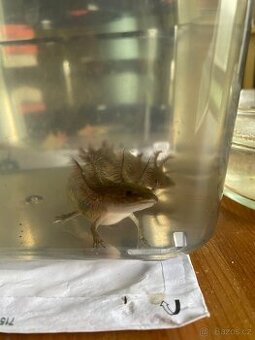 axolotl mexický - hnědé miminko